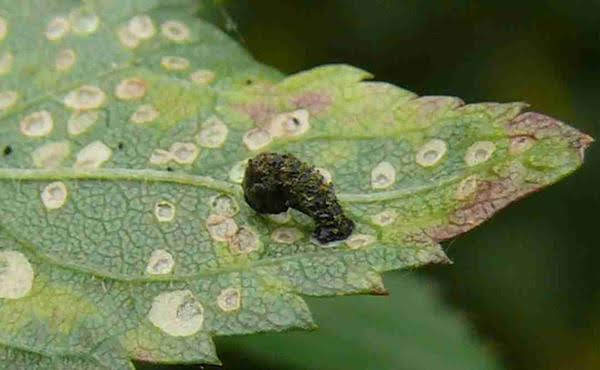 Micro-moth in case on leaf