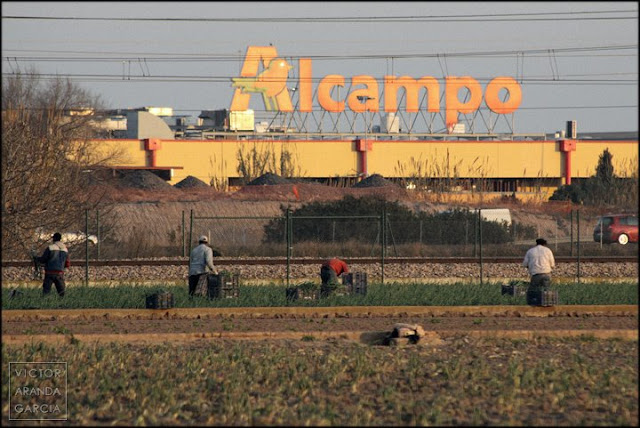 Fotografía de trabajadores del campo recogiendo cebollas delante de una tienda de Alcampo