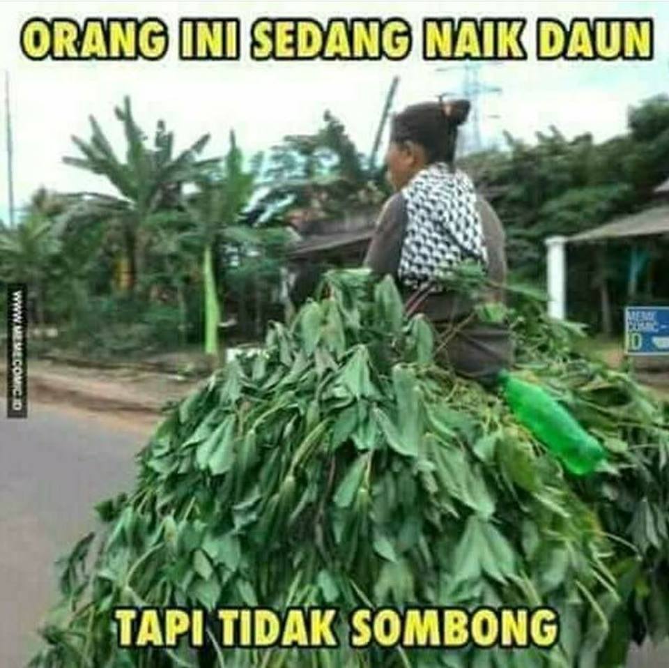 Meme Lucu Orang Ini Sedang Naik Daun Tapi Tidak Sombong Lapak