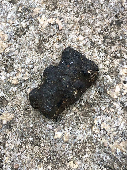 Polluted Gummy Bear