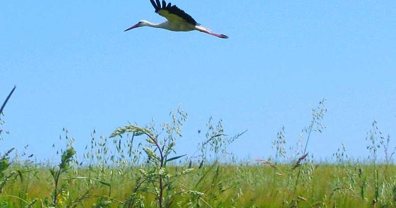 15 Fakta Menarik tentang Burung Bangau yang Perlu Anda Ketahui