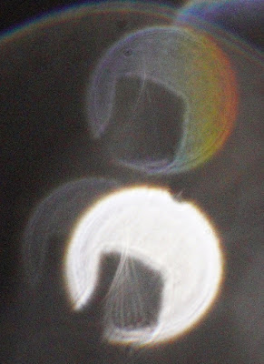 death-related pattern in orbs