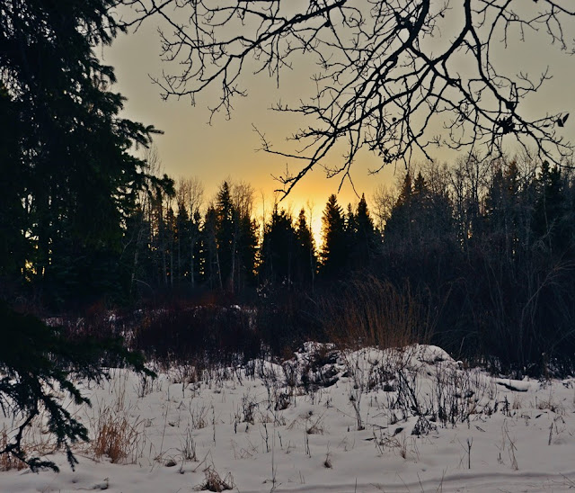 boreal forest, Alberta, animist, cohanmagazine.blogspot.com