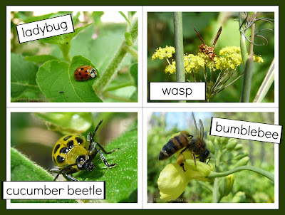 https://www.teacherspayteachers.com/Product/Insect-Photo-Sentence-Picture-Match-Reading-and-Science-Center-1646977