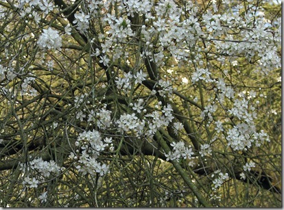20090321 BHW & Sedlescombe 035
