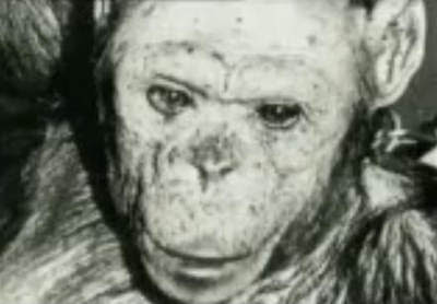 simpanse setengah manusia