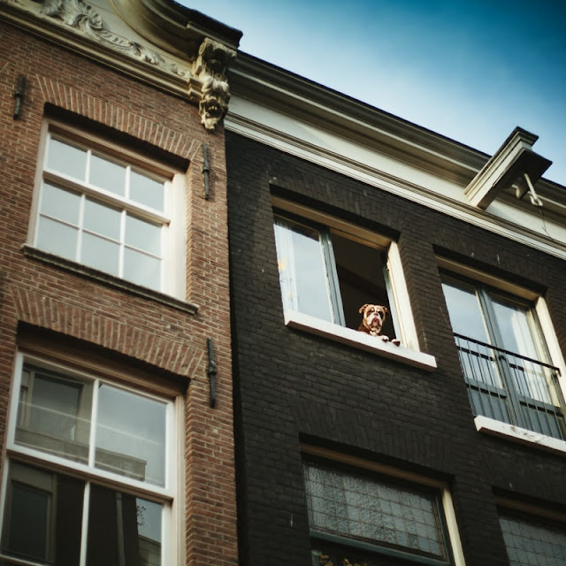 Three storey house showing a dog looking out the window