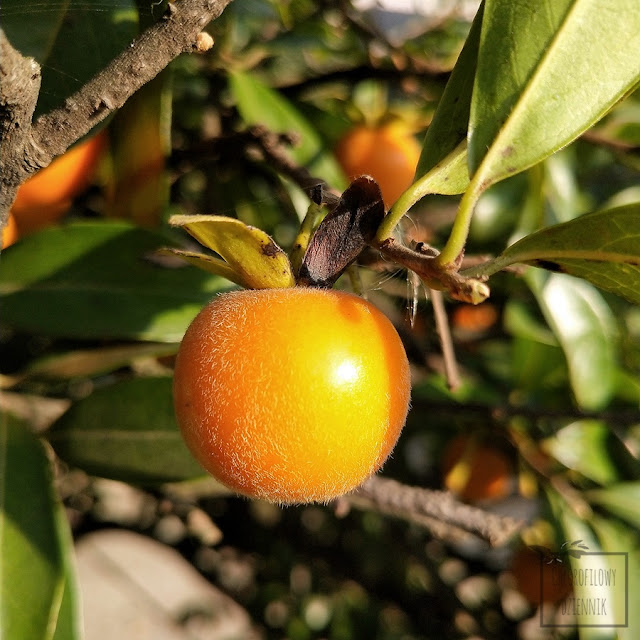 Diospyros cathayensis, cathay persimmon, persymona chińska, hurma chińska, mało znane rośliny owocowe, azjatyckie rośliny jadalne, ozdobne i na bonsai. TCM, czyli traditional chinese medicine, owoce w medycynie, mało znane, egzotyczne, rzadkie drzewa. Dendrologia chińska, botanika flora Chin i Azji. Ciekawostki dendrologiczne,