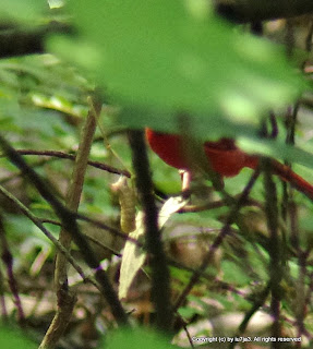 Northern Cardinal Feeding on Insect Larva