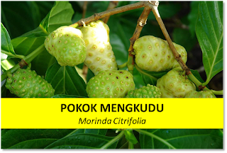 AzBudi Pusat Pakar Perubatan Homeopati & Naturopati