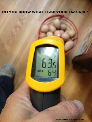 Eggs in basket on floor being temperature tested with handheld device