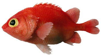 Peixe Fusquinha (Plectrypops retrospinis)