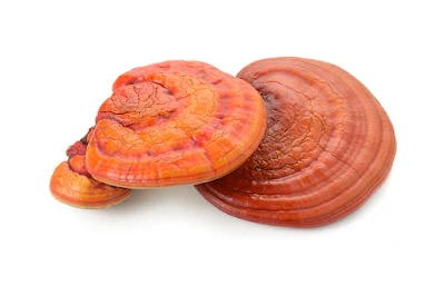 Ganoderma Mushroom Pure Culture Supplier Company in Haiti