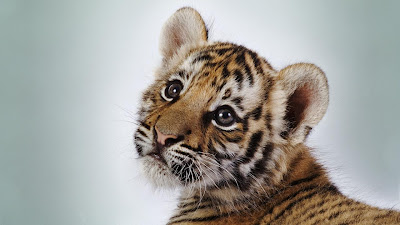 CUte-Tiger-Baby-Africa-Sumatra-3d-hd-Animals-Wallpapers