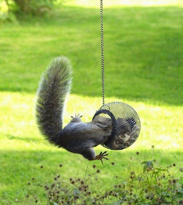 Funny squirrel