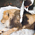 Elpusztult a Nyíregyházi Állatpark első lakója, Elek, az oroszlán