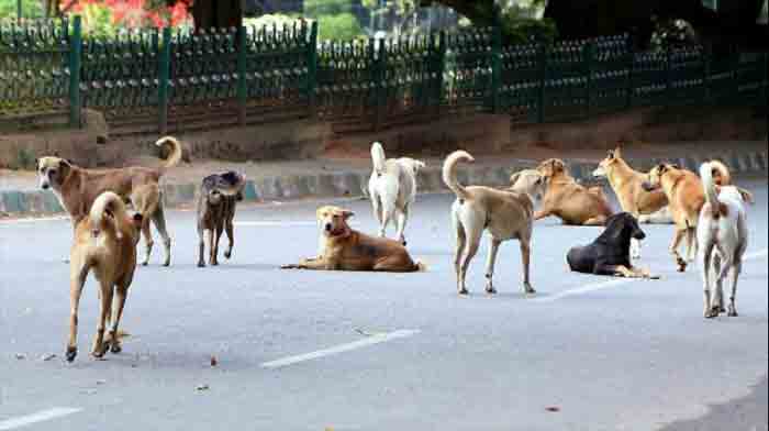 Woman died after falling from bike while being chased by stray dogs, Chennai, News, Obituary, Injured, Hospital, Treatment, Dead, National