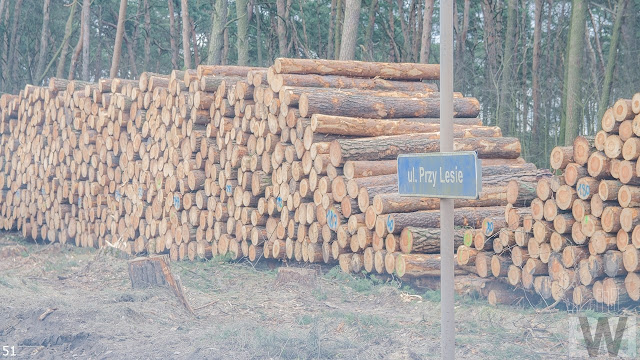 Wycinka drzew pomiędzy Pawłówkiem a Tryszczynem, obwodnica Bydgoszczy