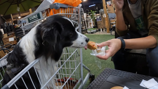 保護犬 ボーダーコリー トーマ