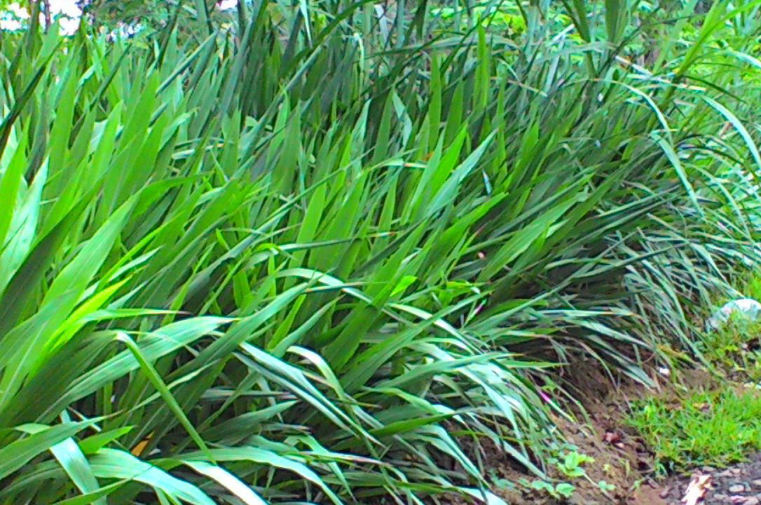  Rumput Odot Peluang Bisnis dan Solusi Pakan Ternak 