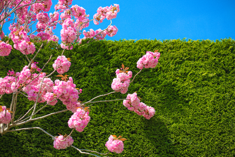 pink cherry blossom alexandra king photography