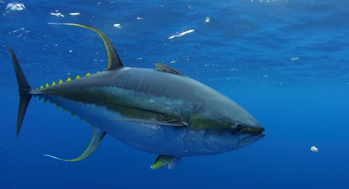 Ikan Tuna - Bluefin Tuna