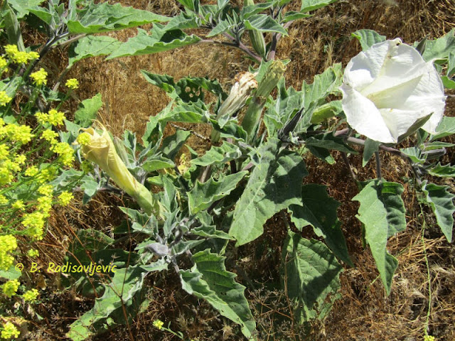 "Larry" Moore Park in Paso Robles: A Photographic Review - Blooming Mustard and Jimson Weed