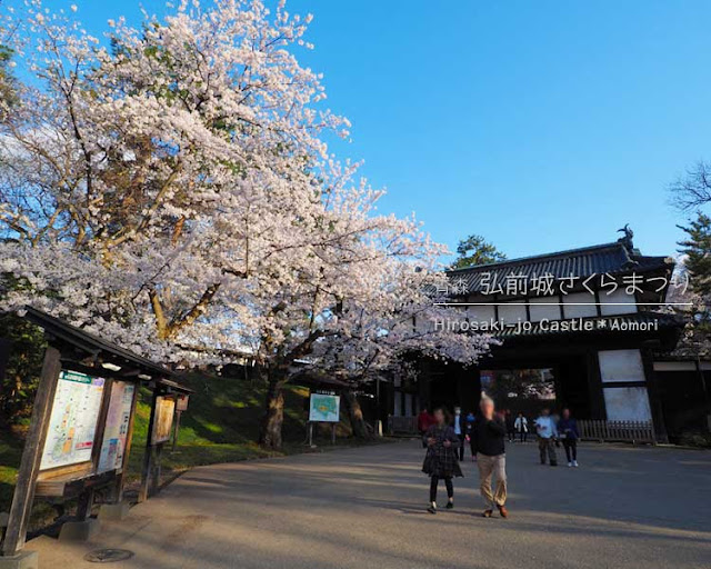 弘前城の桜