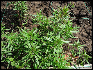 summer savory