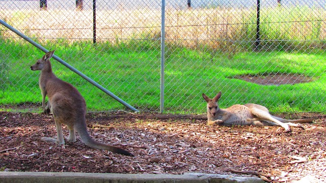 É POSSÍVEL VER CANGURUS E OUTROS ANIMAIS DE GRAÇA NO CENTRAL GARDENS RESERVE