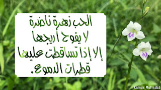 gambar kata kata mutiara cinta bahasa arab