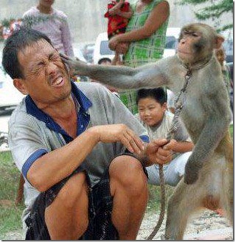 monkey