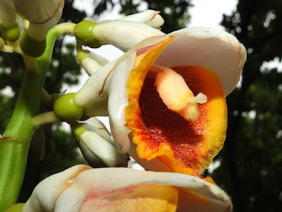 Flowers of False Cardomom Ginger