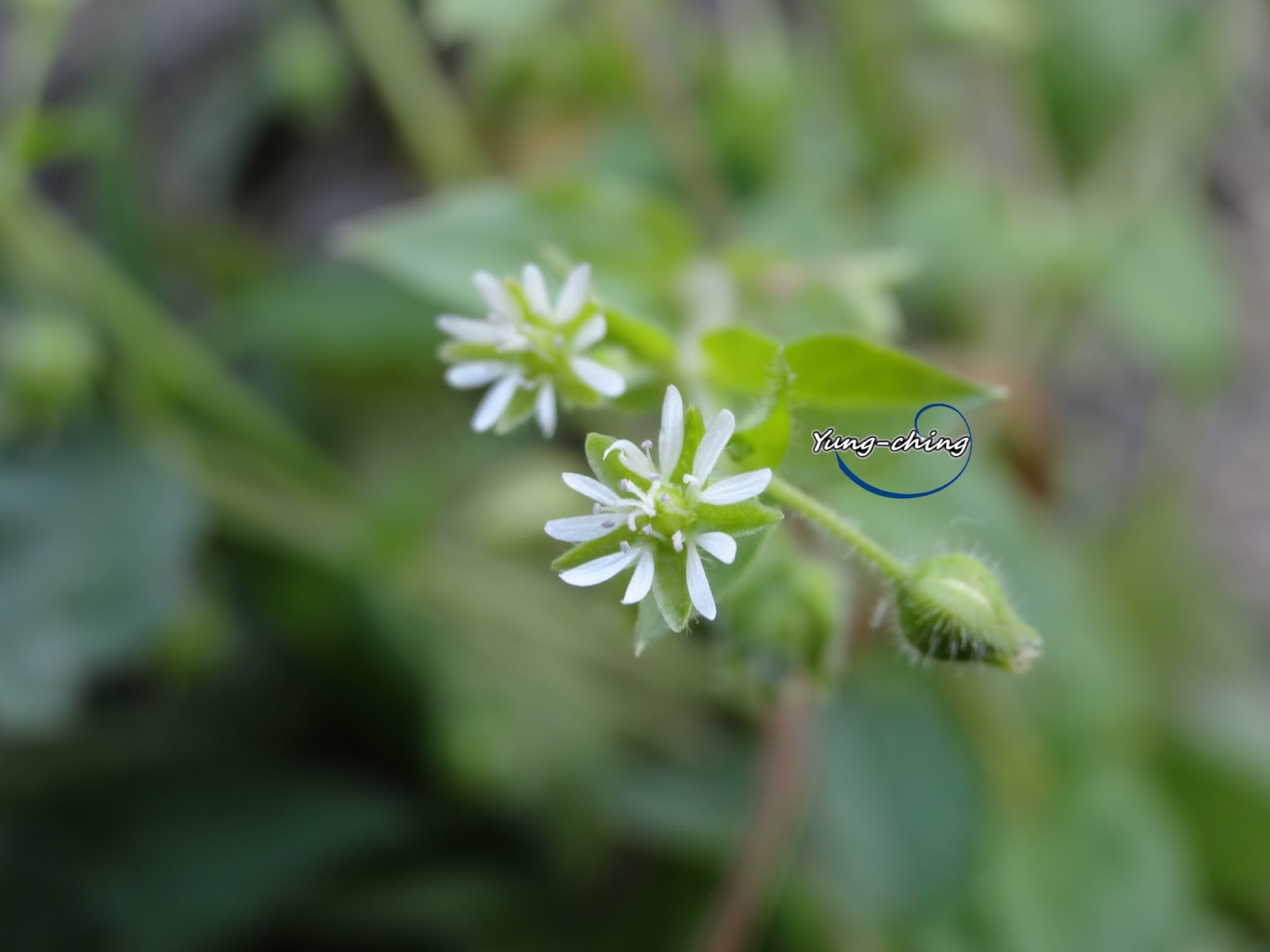 鵝兒腸 Water Chickweed 雨玹 隨意窩xuite日誌