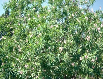 Chitalpa Tree Pros and Cons
