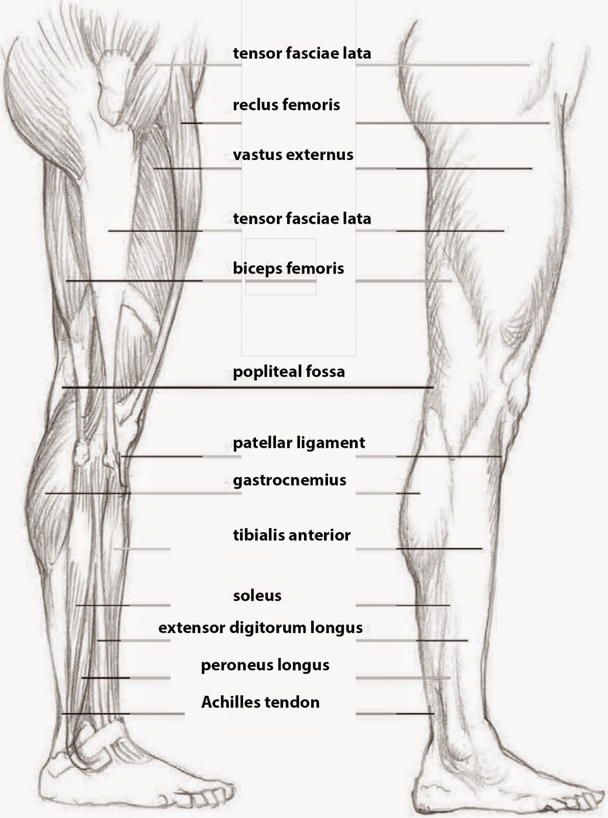 Drawings: SKETCHING THE LEG SIDE VIEW