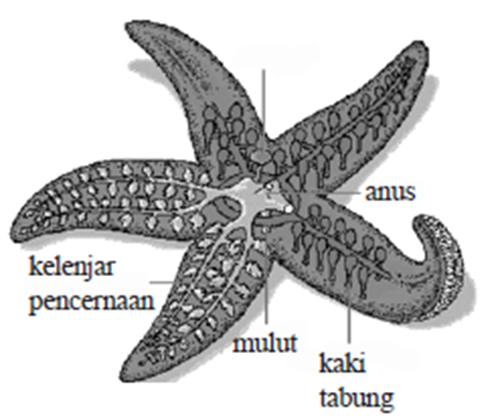 Echinodermata (hewan berkulit duri) dan peranan 