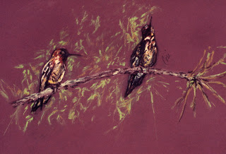 Branching Out- Hummingbirds By Cori Solomon