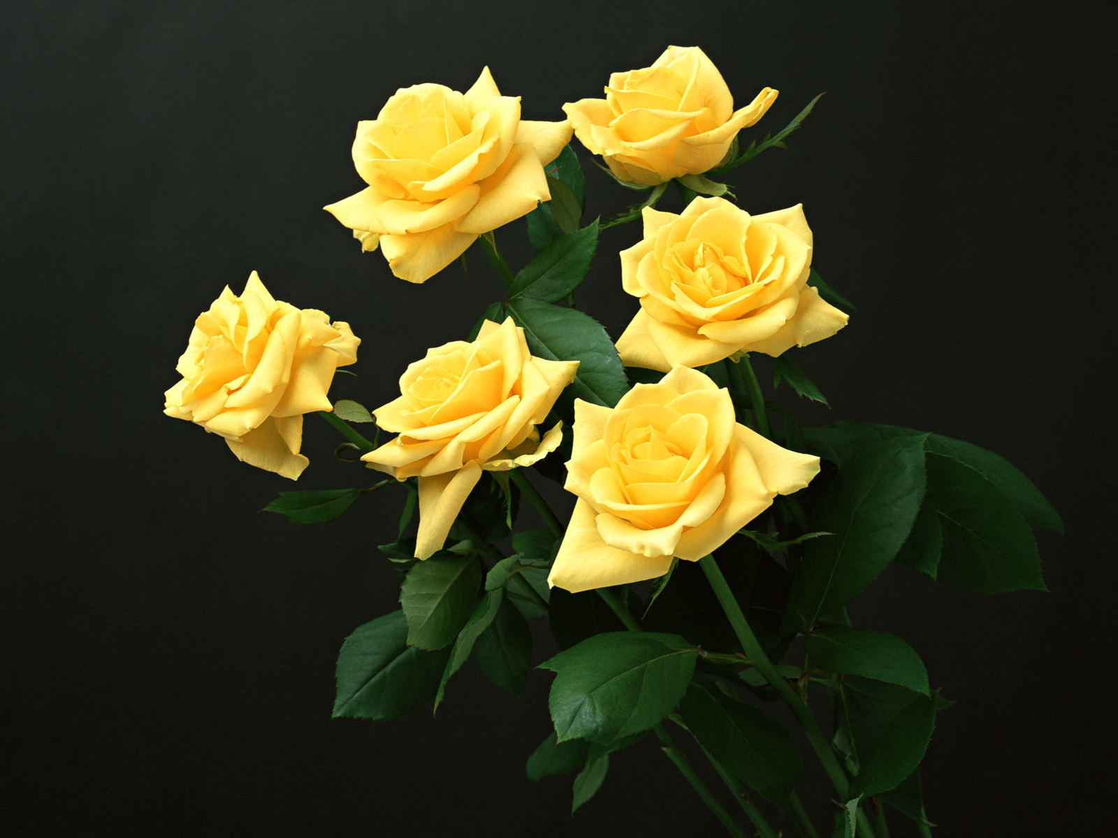 Download Yellow Rose Flowers - Flower HD Wallpapers, Images, PIctures, Tattoos and Desktop Background