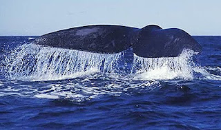 ballenas en Patagonia Avistaje de Ballenas en Puerto Piramides Peninsula Valdes