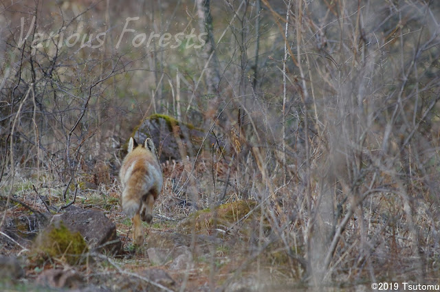 red fox