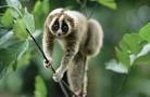 Arboreal adalah