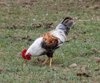 Are You in a Tailspin With Choosing Chicken Breeds?