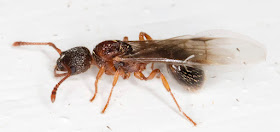 Ant, winged female.  Subfamily Myrmicinae.  In my garden light trap in Hayes on 23 August 2015