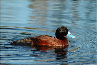 Blue billed Duck