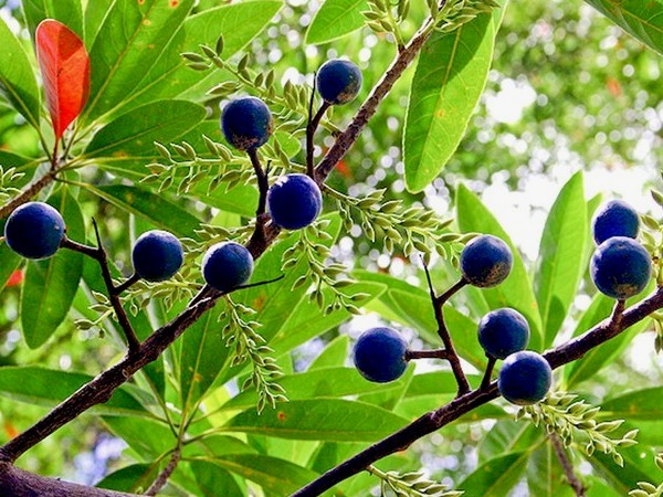 11 Manfaat Buah Ganitri Untuk Kesehatan dan Kecantikan