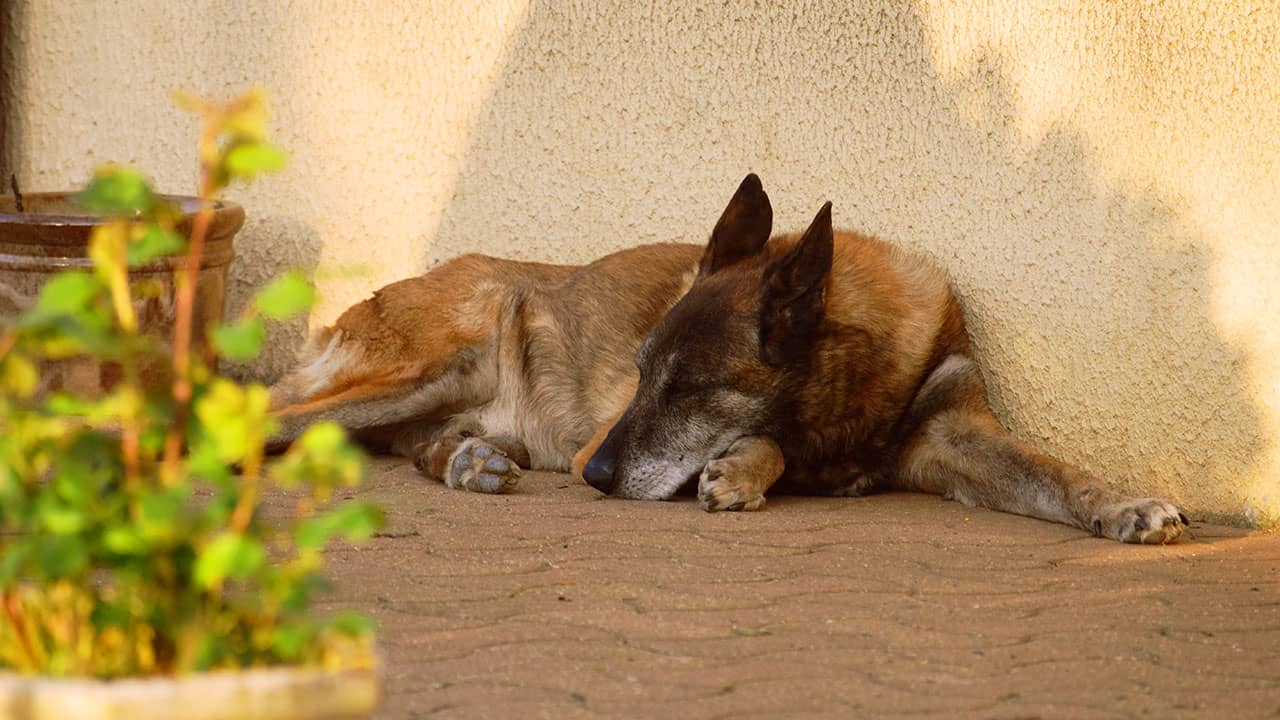 Berger malinois