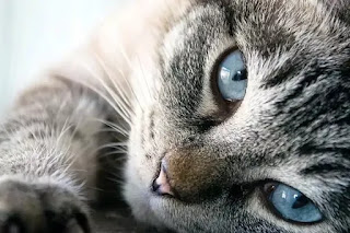 warna mata kucing kampung biru