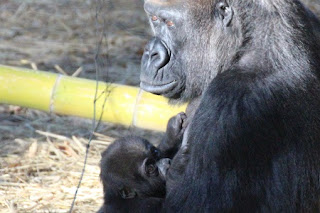 Western Lowland Gorilla