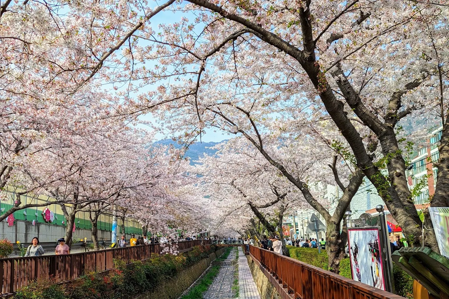 鎮海 余左川 櫻花